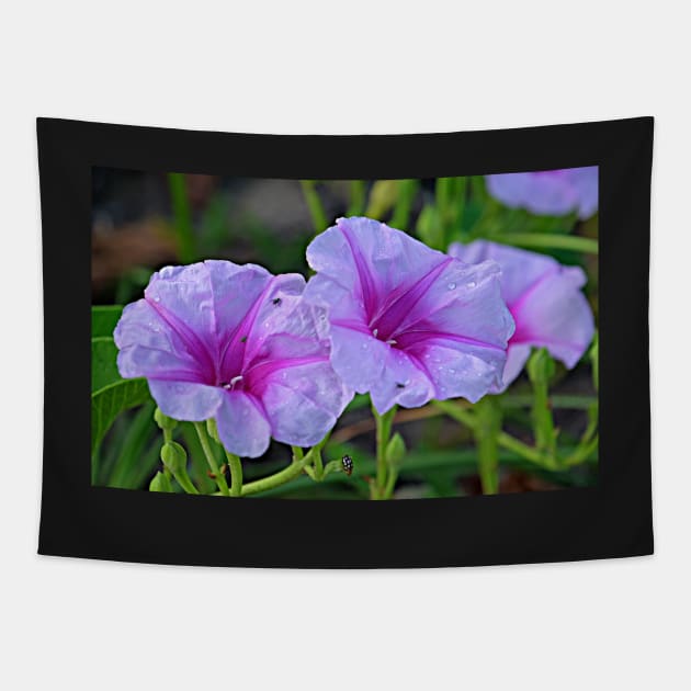 Ipomoea pes-caprae - known as bayhops, beach morning glory or goat's foot Tapestry by pops