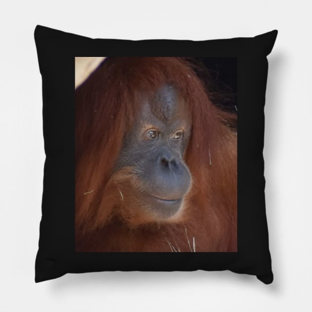 Orangutan Pillow by Sharonzoolady