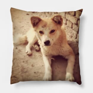 Street Dog of Kathmandu Pillow