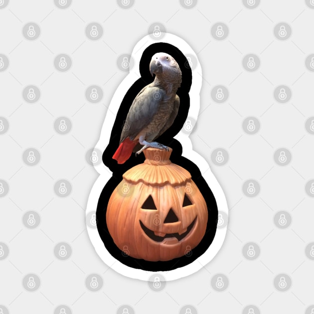 Jack-o-lantern Halloween African Grey Parrot Magnet by Einstein Parrot