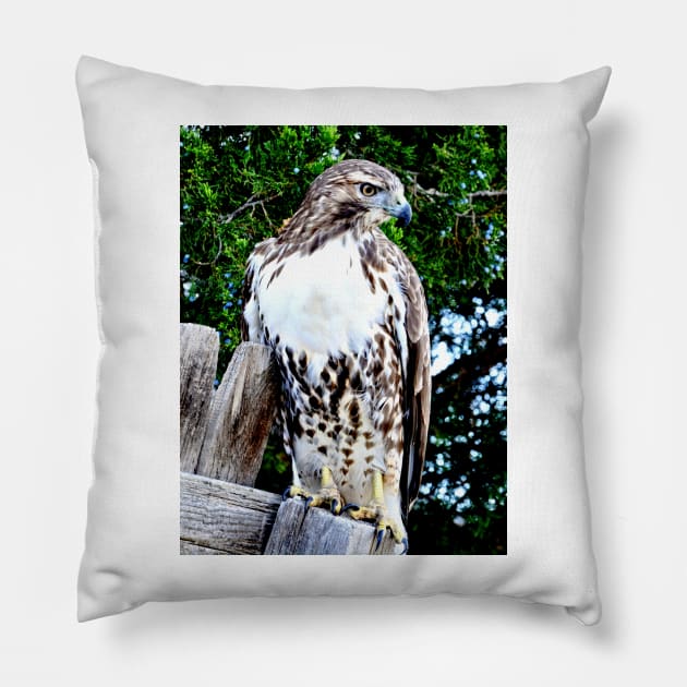 Red Tailed Hawk Pillow by Scubagirlamy