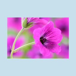 Geranium psilostemon  AGM  Armenian cranesbill T-Shirt