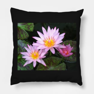 Water Lilies By The Harbour Pillow