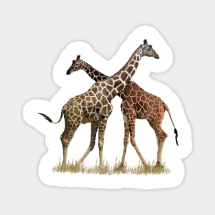 Reticulated Giraffes on Safari in Kenya / Africa Magnet