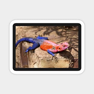 East African Rainbow Agama, Male Magnet