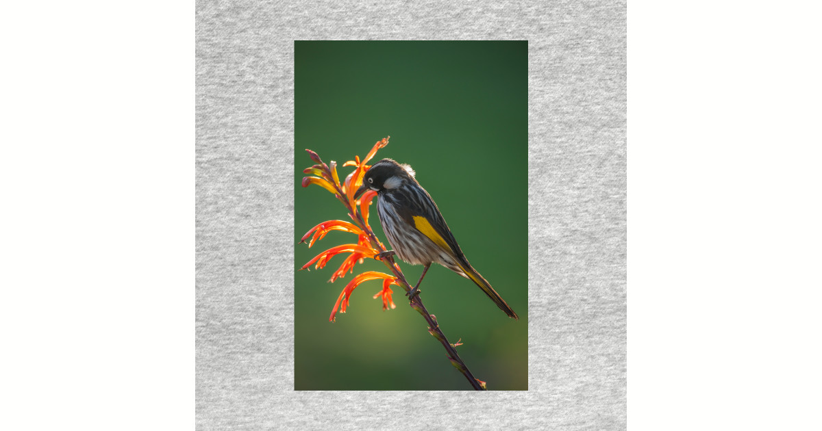 orioles memorial day t shirt