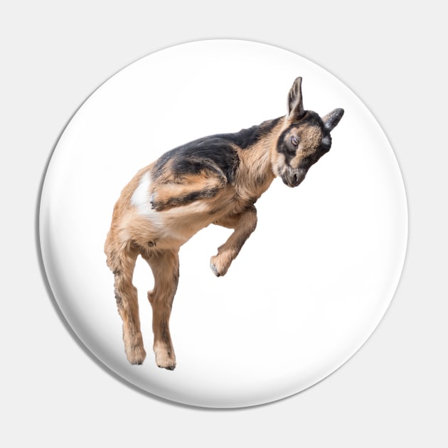 Bouncing Baby Goat 5 Pin by Ory Photography Designs