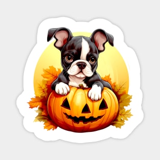 Boston Terrier Dog inside Pumpkin #2 Magnet