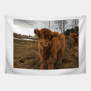 Scottish Highland Cattle Calf 1748 Tapestry