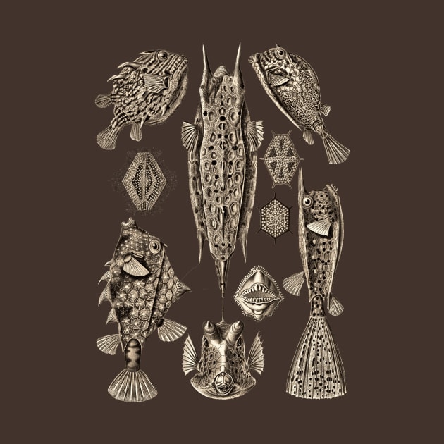 Ernst Haeckel Ostraciontes Fish  Wenge by Scientistudio