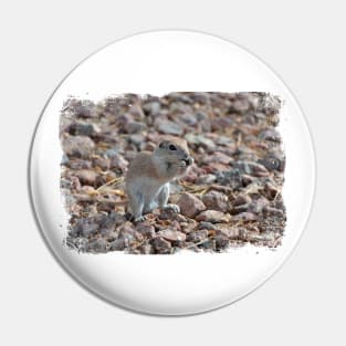 Ground Squirrel Pin