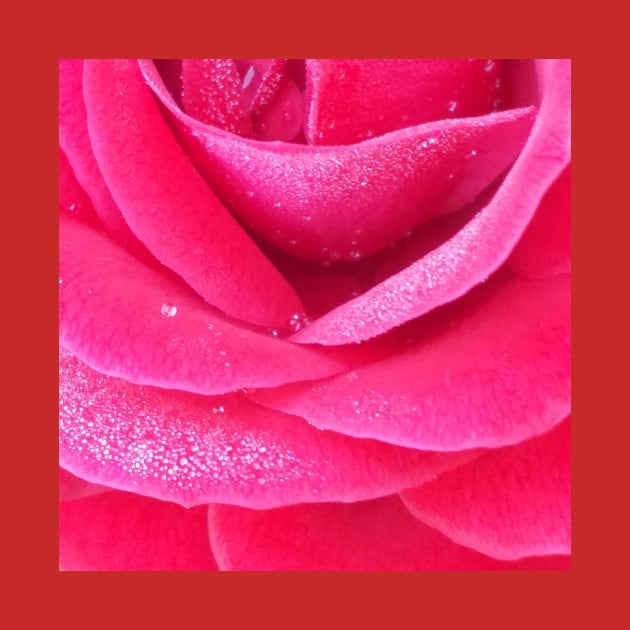 Dew on pink rose petals macro by oknoki