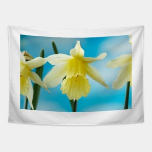 Narcissus  &#39;W.P. Milner&#39;   Division 1  Trumpet  Daffodil Tapestry