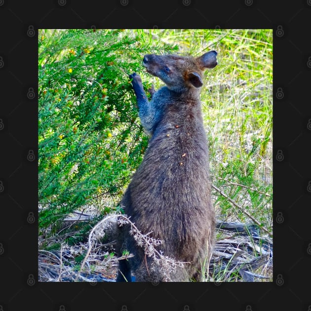 Swamp Wallaby Feeding! by Mickangelhere1