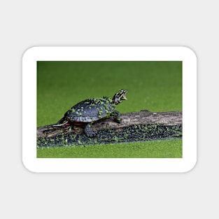 I am turtle, hear my roar! - Painted Turtle Magnet