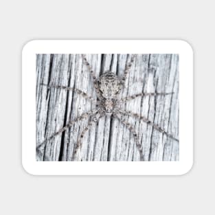 Philodromidae - running crab spider Magnet