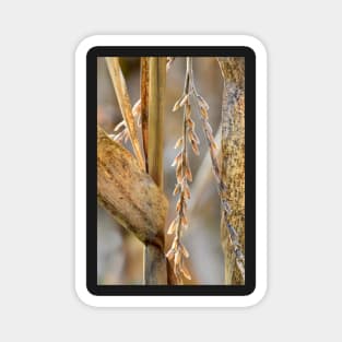 Corn Stalk details Magnet