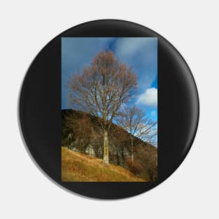 Beech tree on mountain Pin