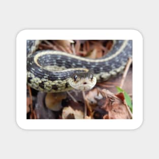 Garter Snake Magnet