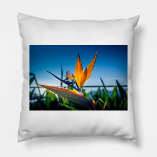 Bird of Paradise Flower 2 Pillow