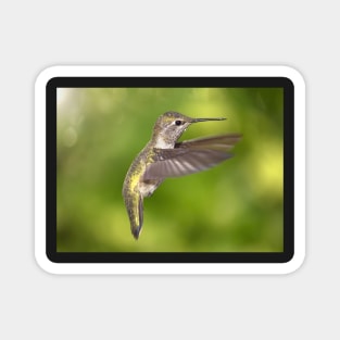 Anna's Hummingbird in Flight Magnet