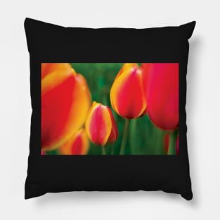 Tulips 3 Pillow