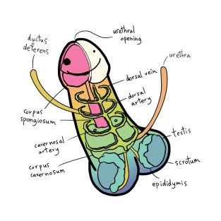 The Anatomy of a Penis - Rainbow Color T-Shirt