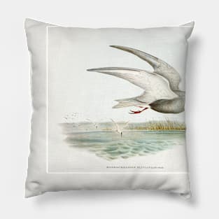 Marsh Tern (Hydrochelidon fluviatilis) Pillow