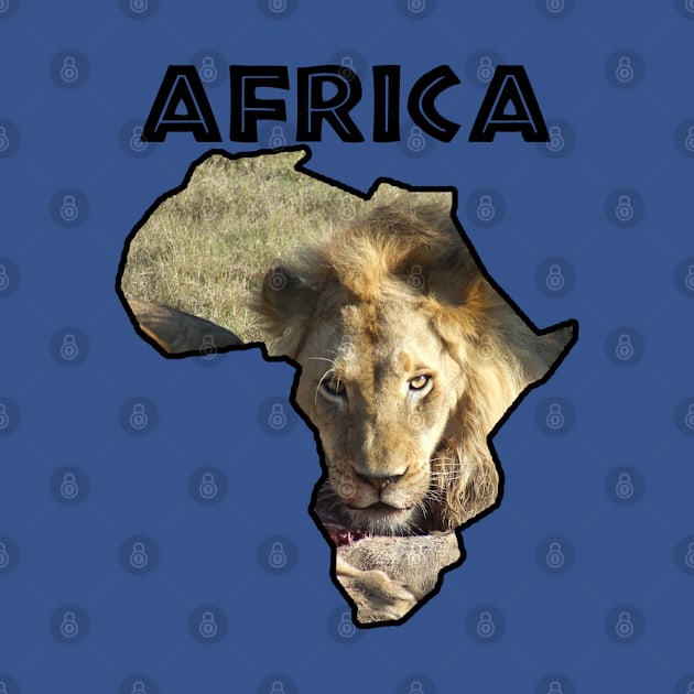 Africa Wildlife Continent Lion Stare by PathblazerStudios