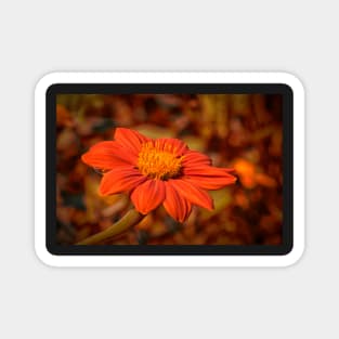 Mexican Marigold - 3 Magnet