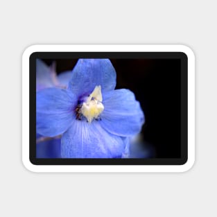Blue Delphinium flower Magnet