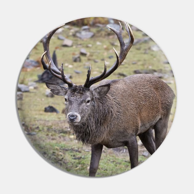 Red Deer Buck Pin by jaydee1400