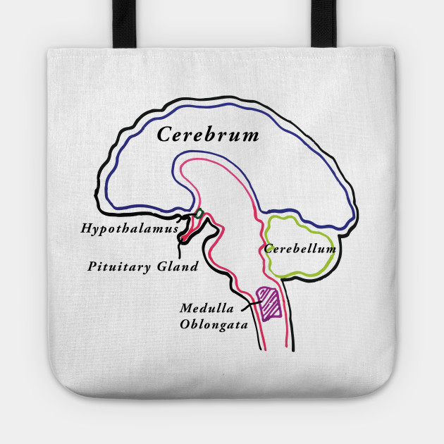 BRAIN BRAIN BRAIN