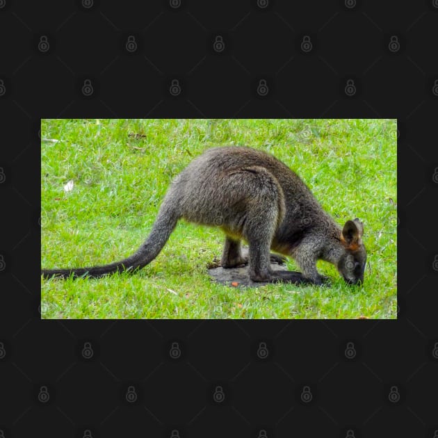 Swamp Wallaby by Upbeat Traveler