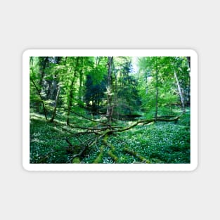 Urwald Schweiz / Swiss Artwork Photography Magnet