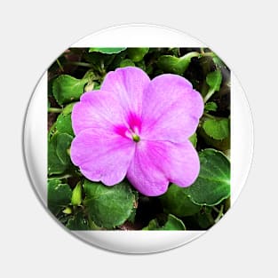 Busy Lizzie/Impatiens walleriana Pin