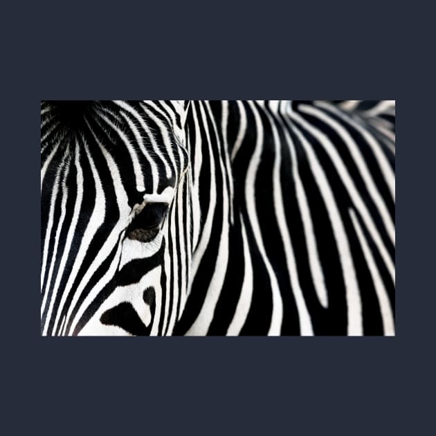 Eye of a zebra by StefanAlfonso