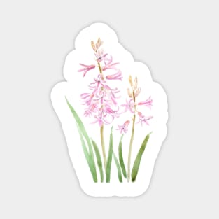 2 pink hyacinth flowers Magnet