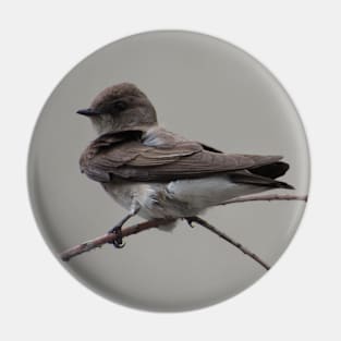 Northern Rough-Winged Swallow Pin