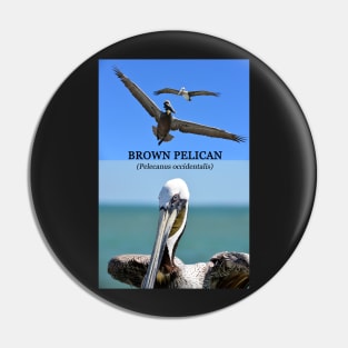 Brown Pelican educational Pin