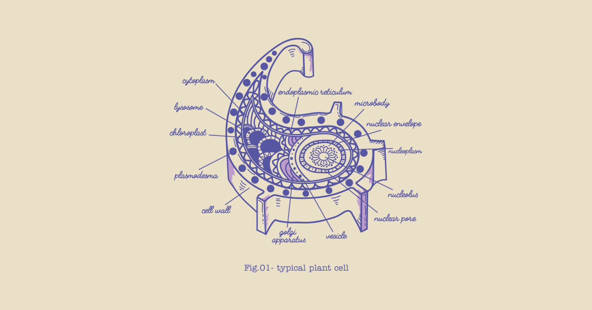 Typical Plant Cell By Micronisus