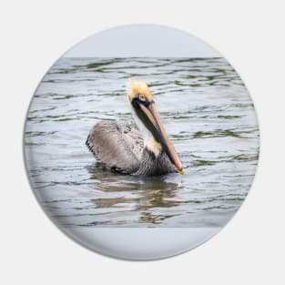 Brown Pelican Floating Along Pin