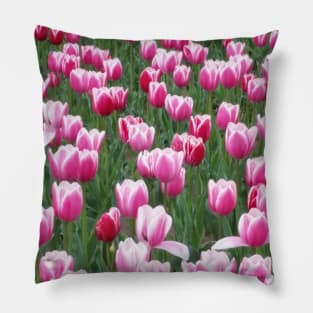 Field of Pink Tulips Pillow