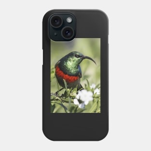 Double-collared Sunbird, South Africa Phone Case