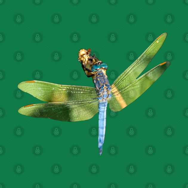 Blue Dragonfly by dalyndigaital2@gmail.com