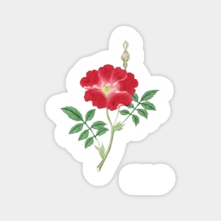 Red rose, painting flower, March to April (ca. 1870–1880) painting Magnet