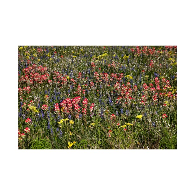 Field of Flowers in China Grove by StonePics