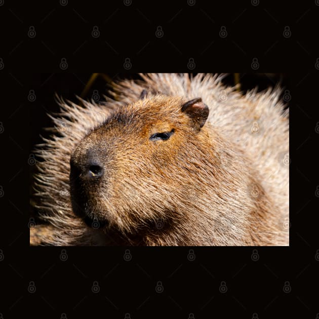 Capybara by dalyndigaital2@gmail.com