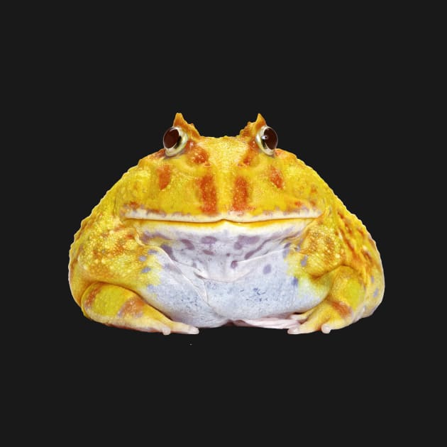 Funny Yellow Albino Chacoan horned frog by ScienceSource