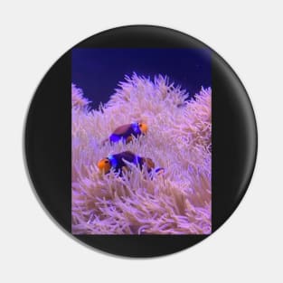 Two Clown Fish Pin